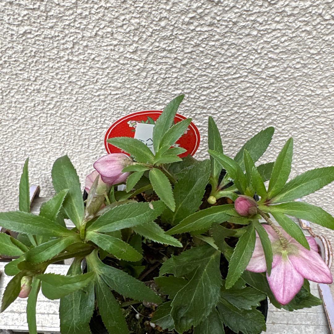 横山園芸 クリスマスローズ ベビードール ピコティー ポットごと発送