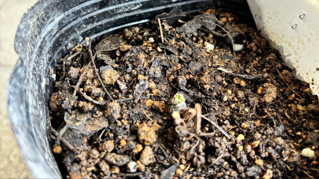 クレマチス 苗 フスカ バーシーカラー 花苗 宿根草 多年草 - メルカリ