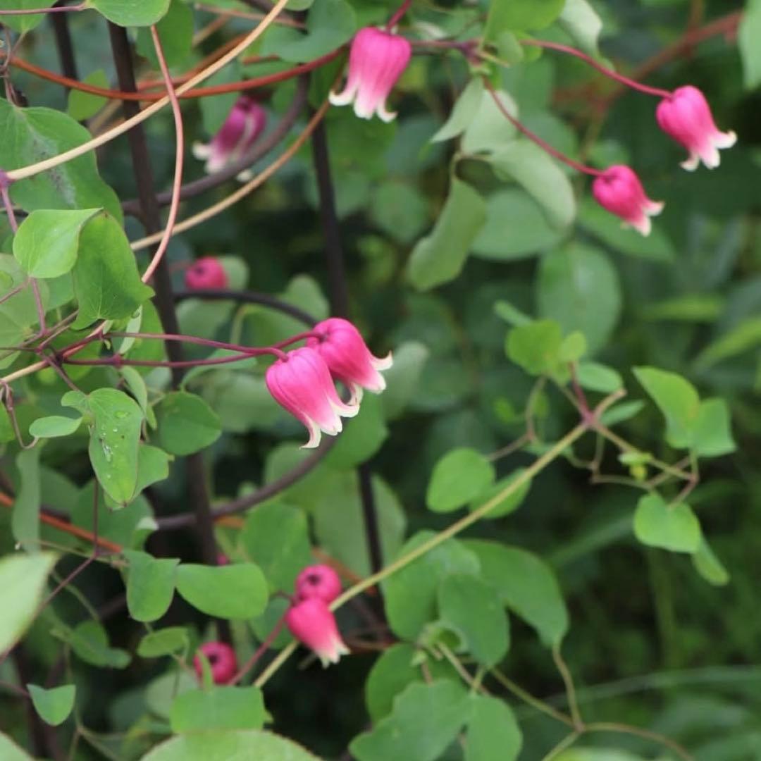クレマチス 苗 フスカ バーシーカラー 花苗 宿根草 多年草 - メルカリ