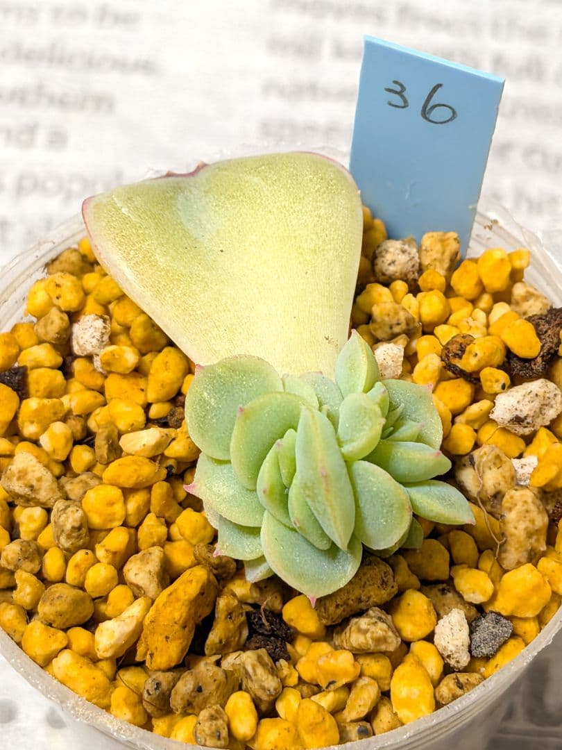 ファームパルクさん苗 命名株パルスノー・ピーチコロン 葉挿し 2個