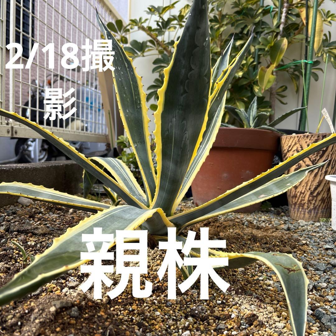 アガベ アメリカーナ斑入り アオノリュウゼツラン多肉植物 ドライ