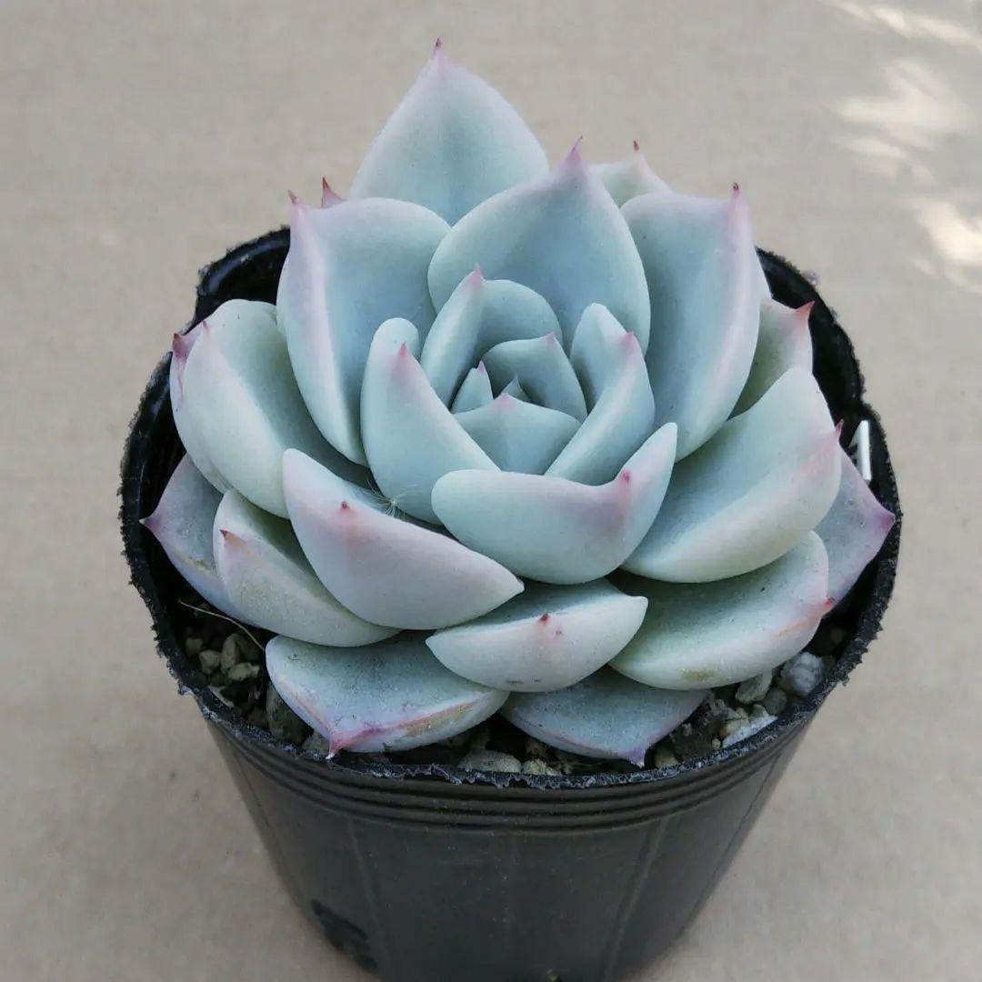 オリジナル交配実生苗 窓口