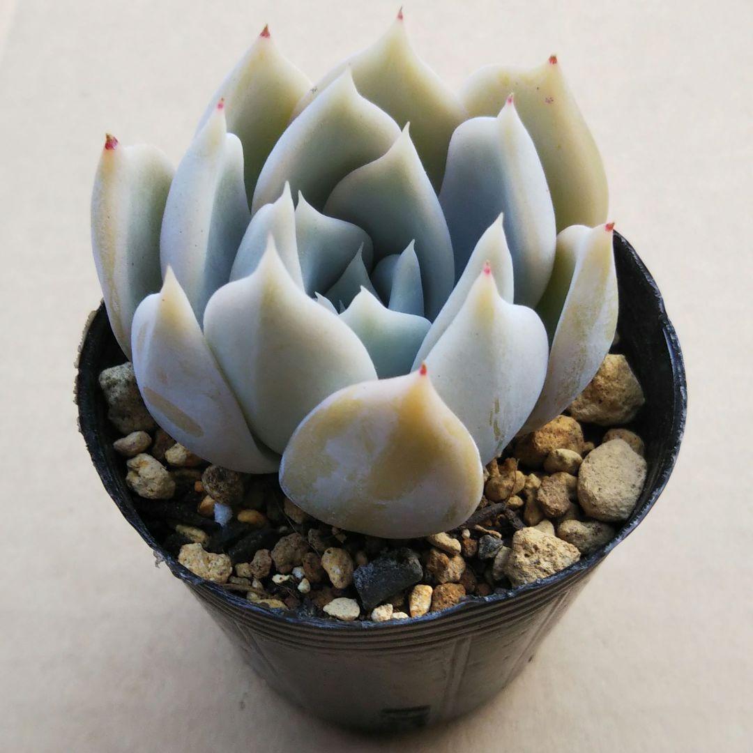 オリジナル交配実生苗 窓口