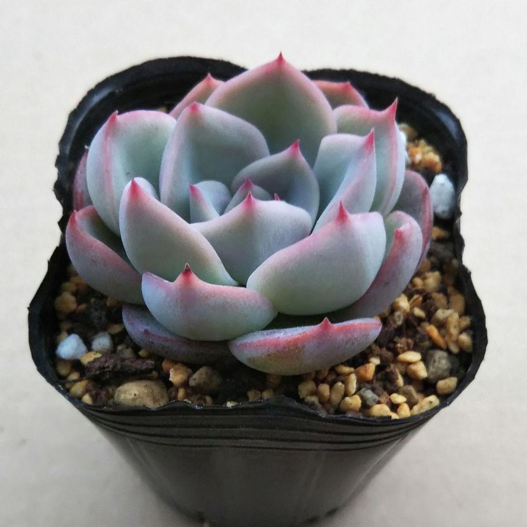 オリジナル交配実生苗 窓口