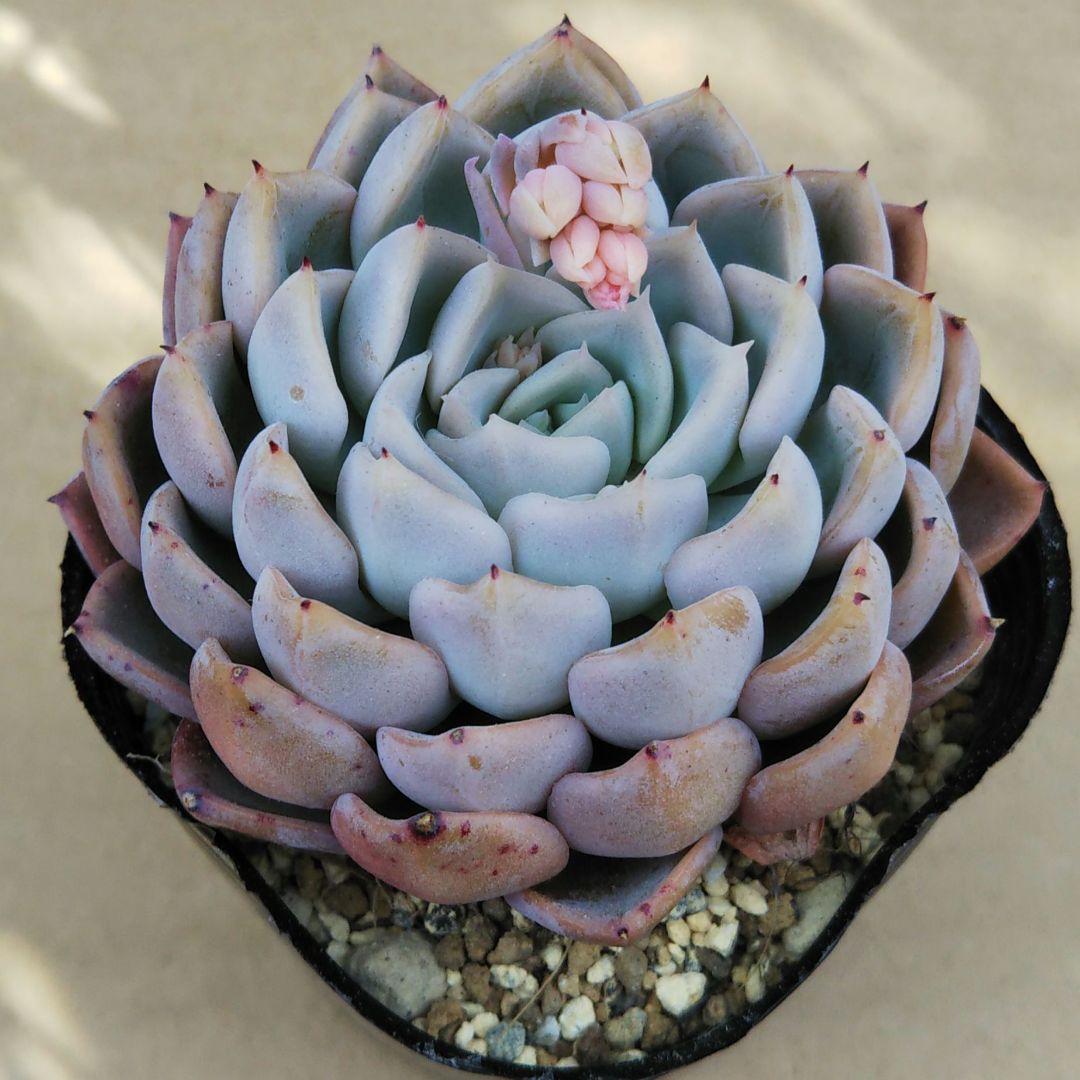 オリジナル交配実生苗 窓口