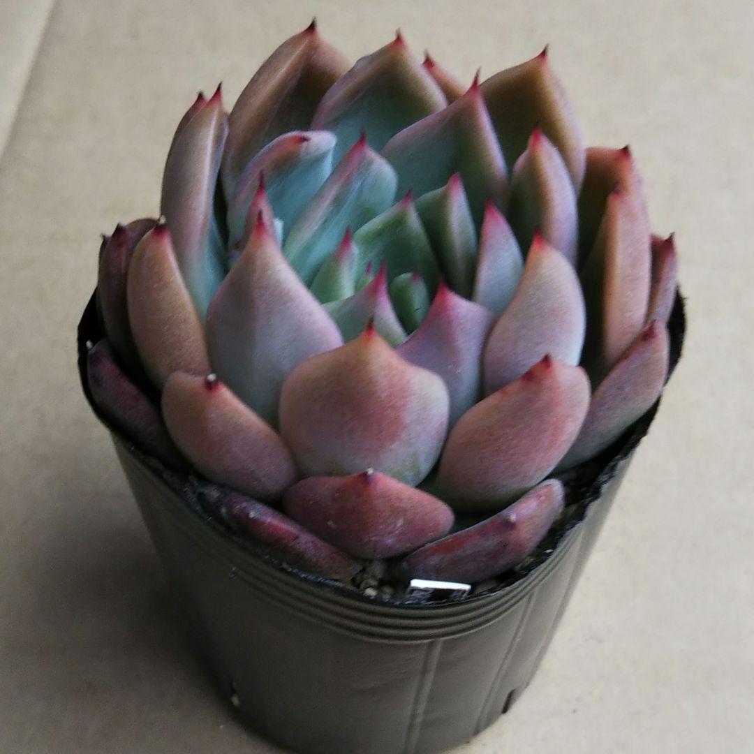 オリジナル交配実生苗 窓口