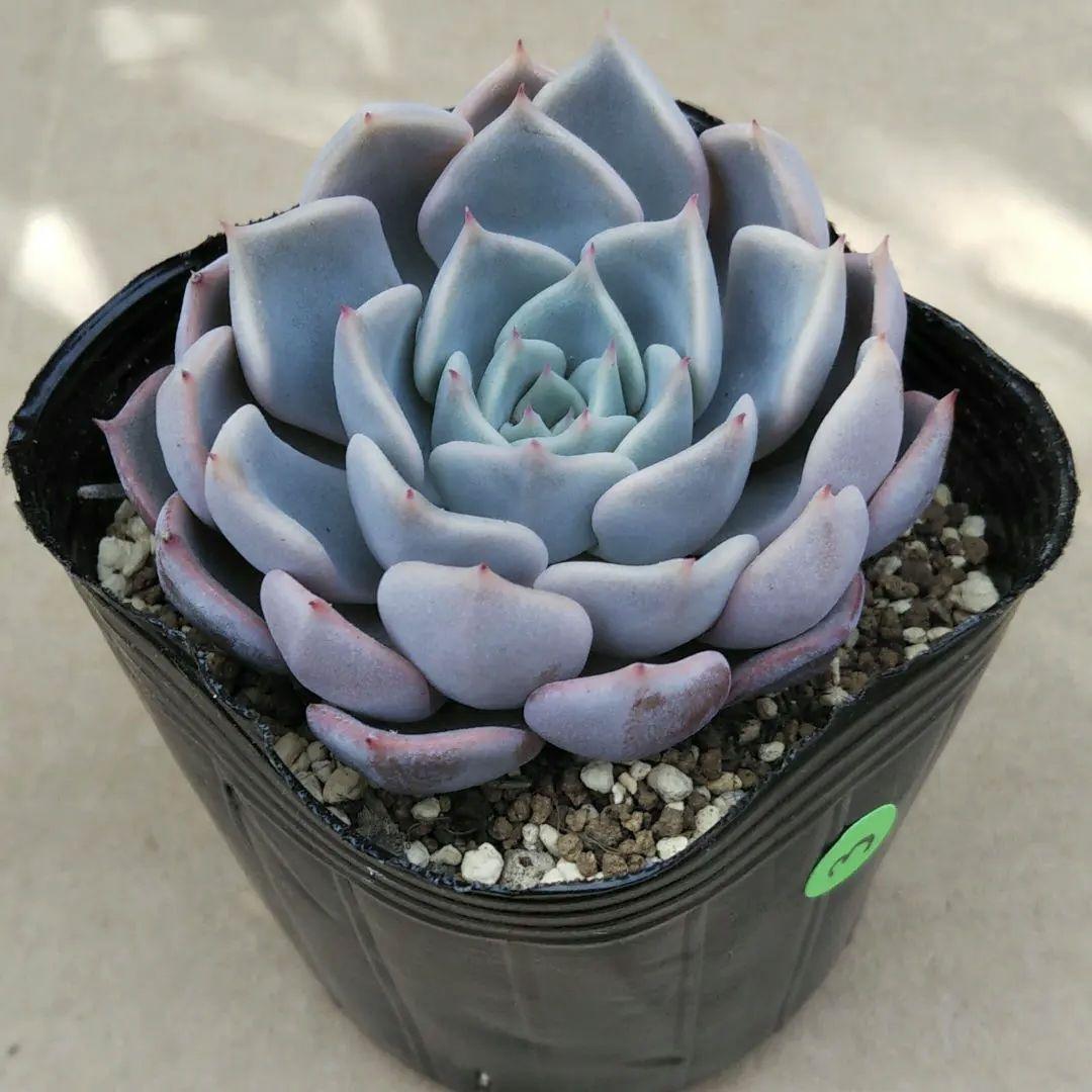 オリジナル交配実生苗 窓口