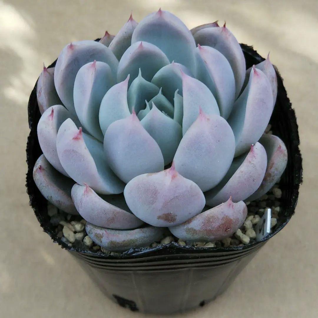 オリジナル交配実生苗 窓口