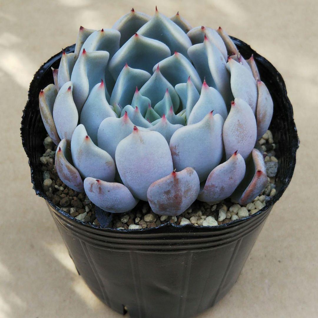 オリジナル交配実生苗 窓口