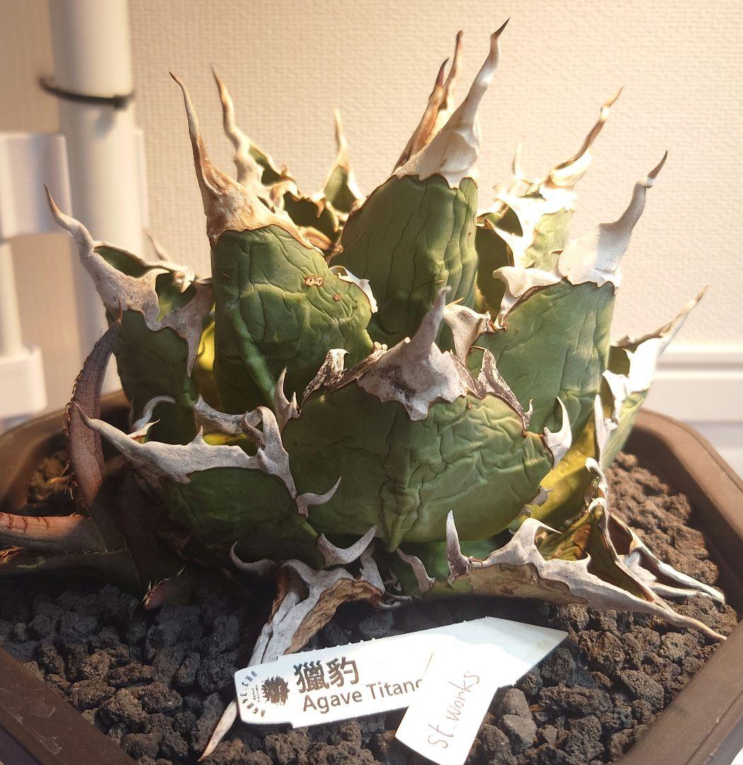 Agave titanota【猟豹】親株販売