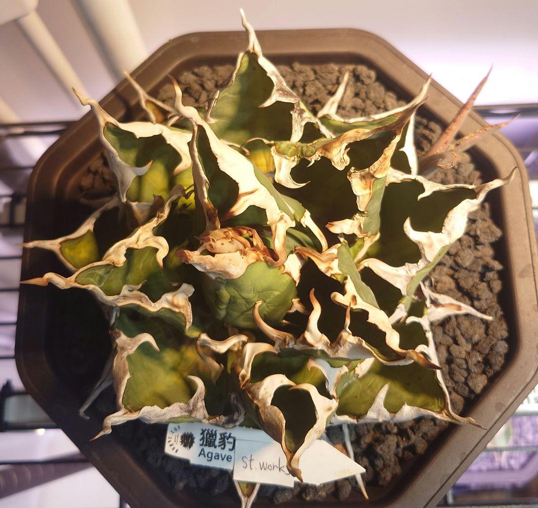 Agave titanota【猟豹】親株販売