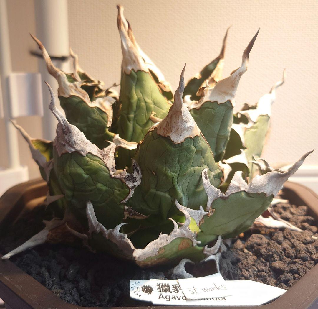 Agave titanota【猟豹】親株販売