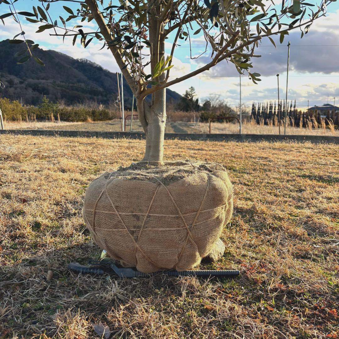 オリーブの木,た植物/観葉植物 シプレッシーノ『綺麗な樹形。全長約340㎝
