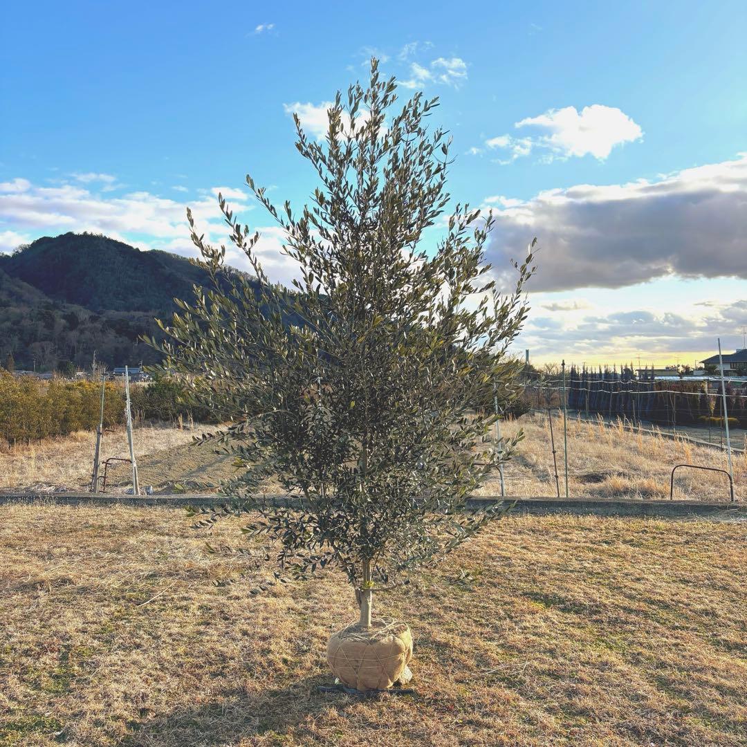 オリーブの木,た植物/観葉植物 シプレッシーノ『綺麗な樹形。全長約340㎝