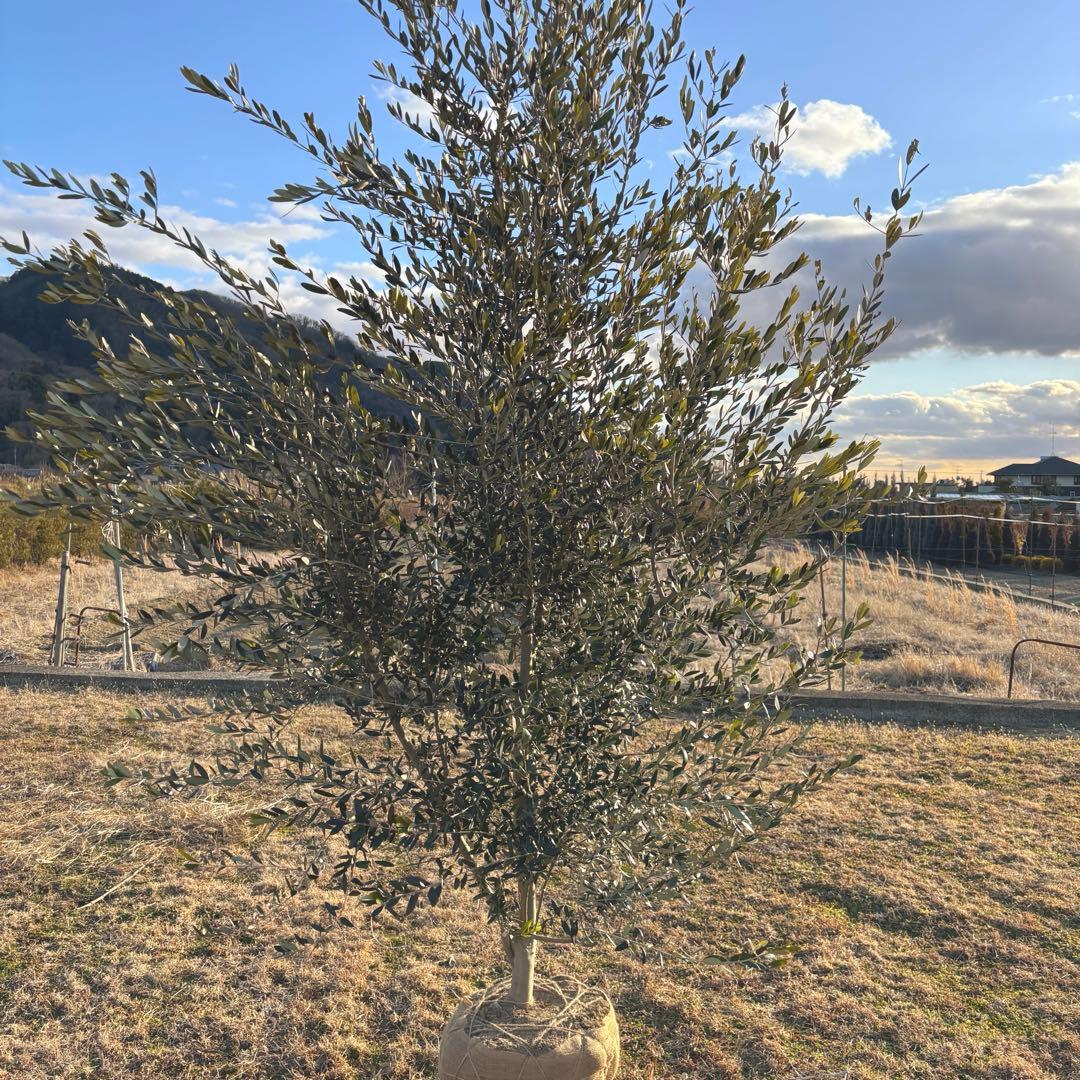 オリーブの木,た植物/観葉植物 シプレッシーノ『綺麗な樹形。全長約340㎝