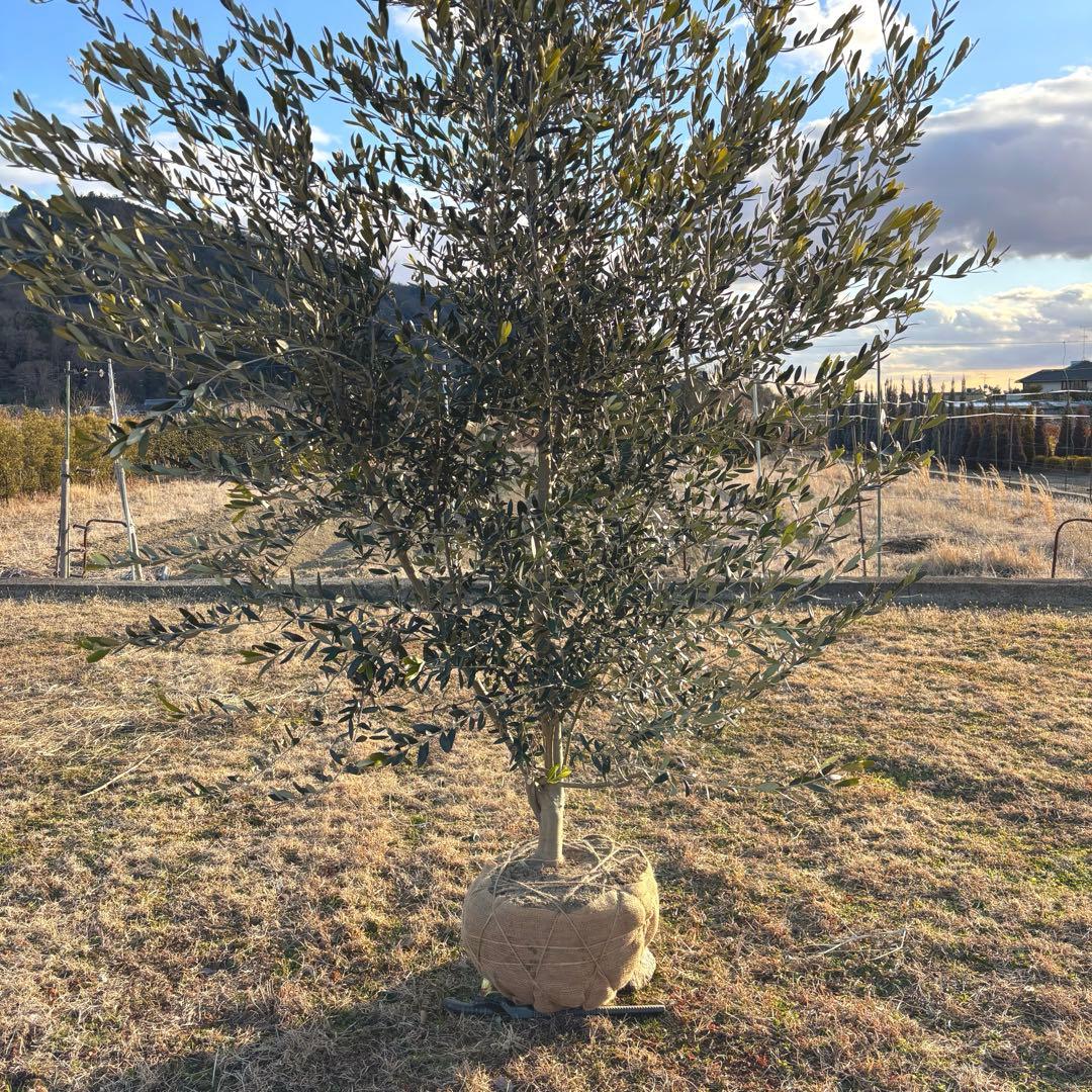 オリーブの木,た植物/観葉植物 シプレッシーノ『綺麗な樹形。全長約340㎝