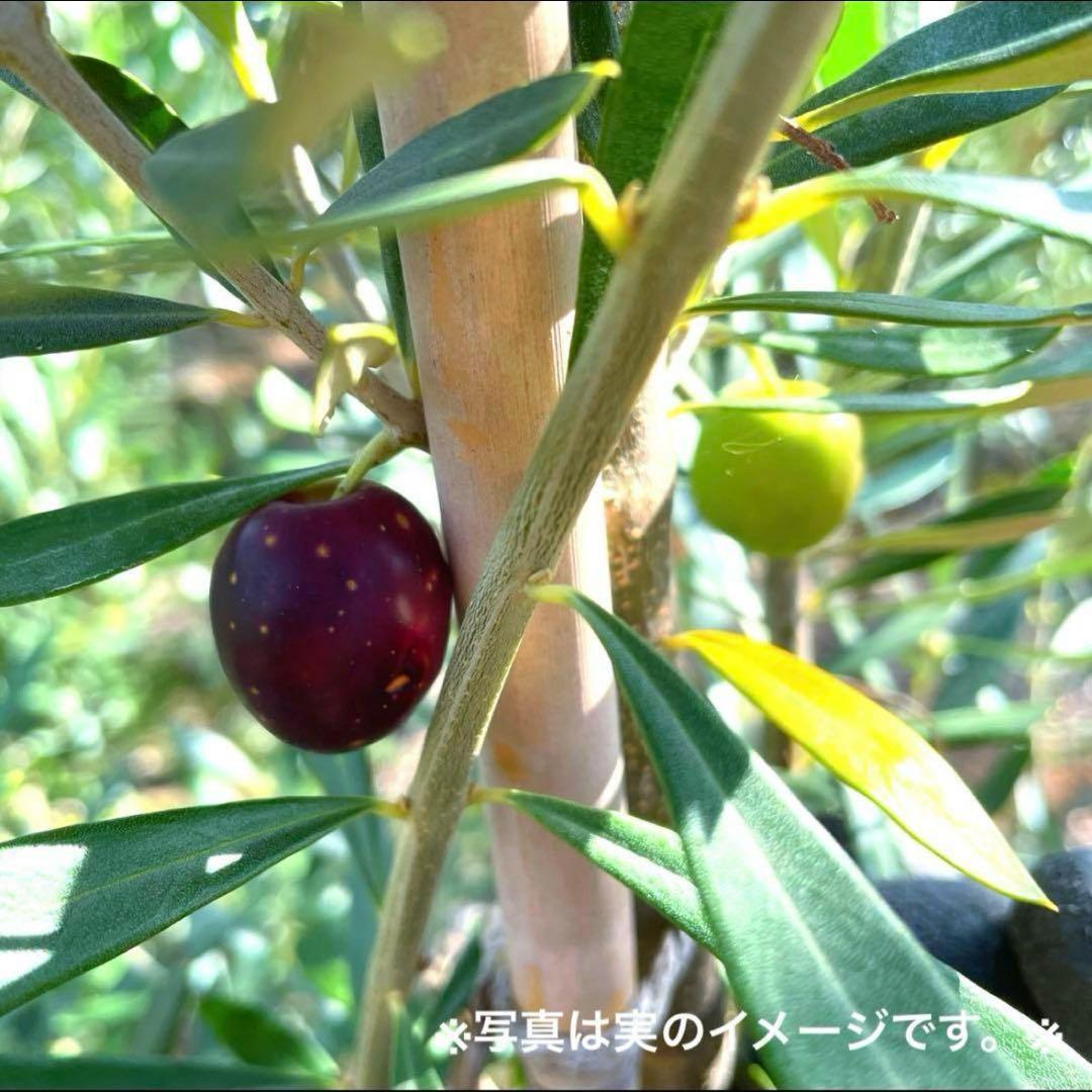 オリーブの木,た植物/観葉植物 シプレッシーノ『綺麗な樹形。全長約340㎝
