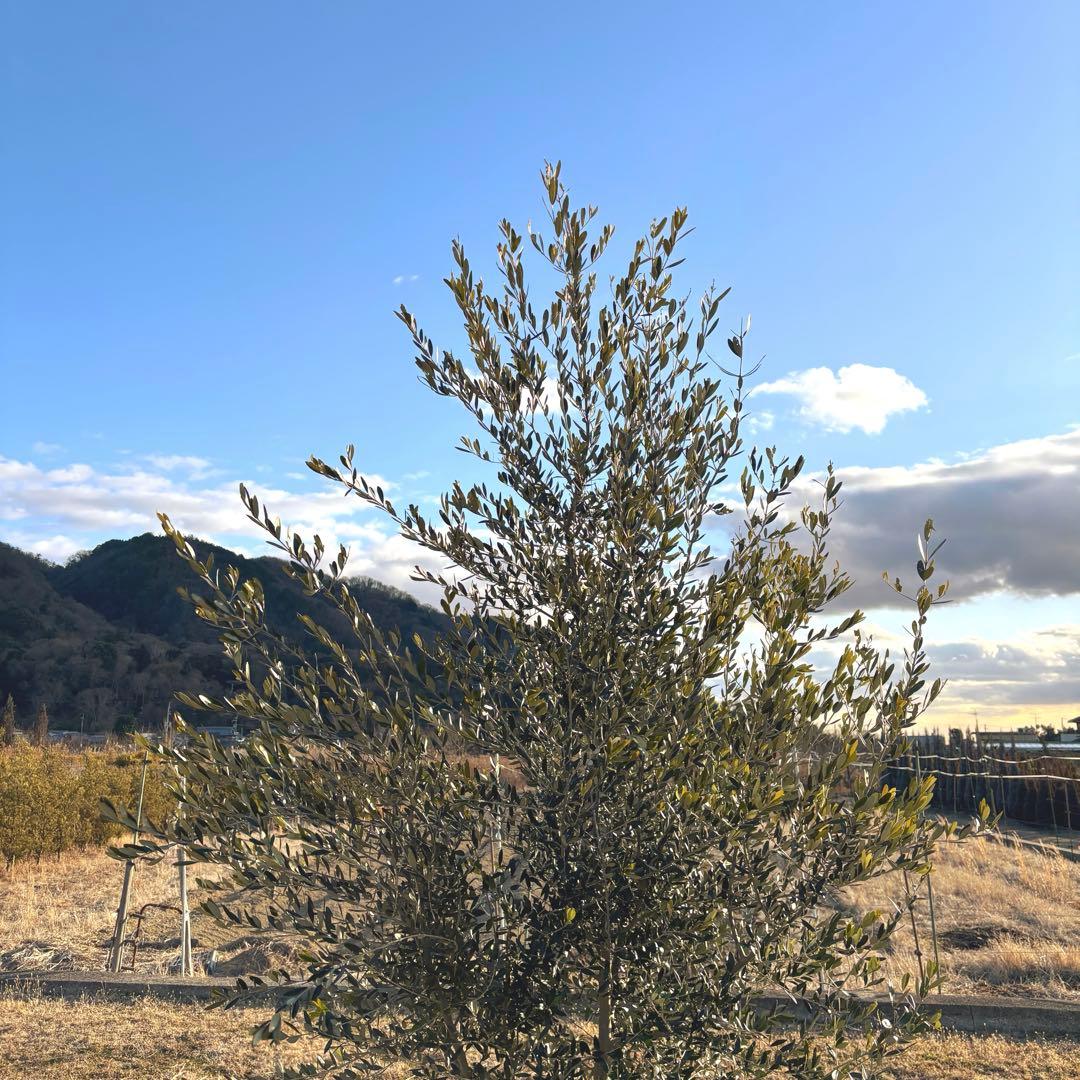 オリーブの木,た植物/観葉植物 シプレッシーノ『綺麗な樹形。全長約340㎝