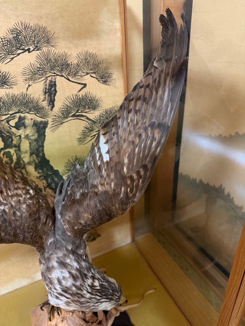 鷹の剥製 ガラスケース付き