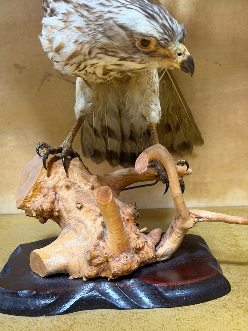 鷹の剥製 ガラスケース付き
