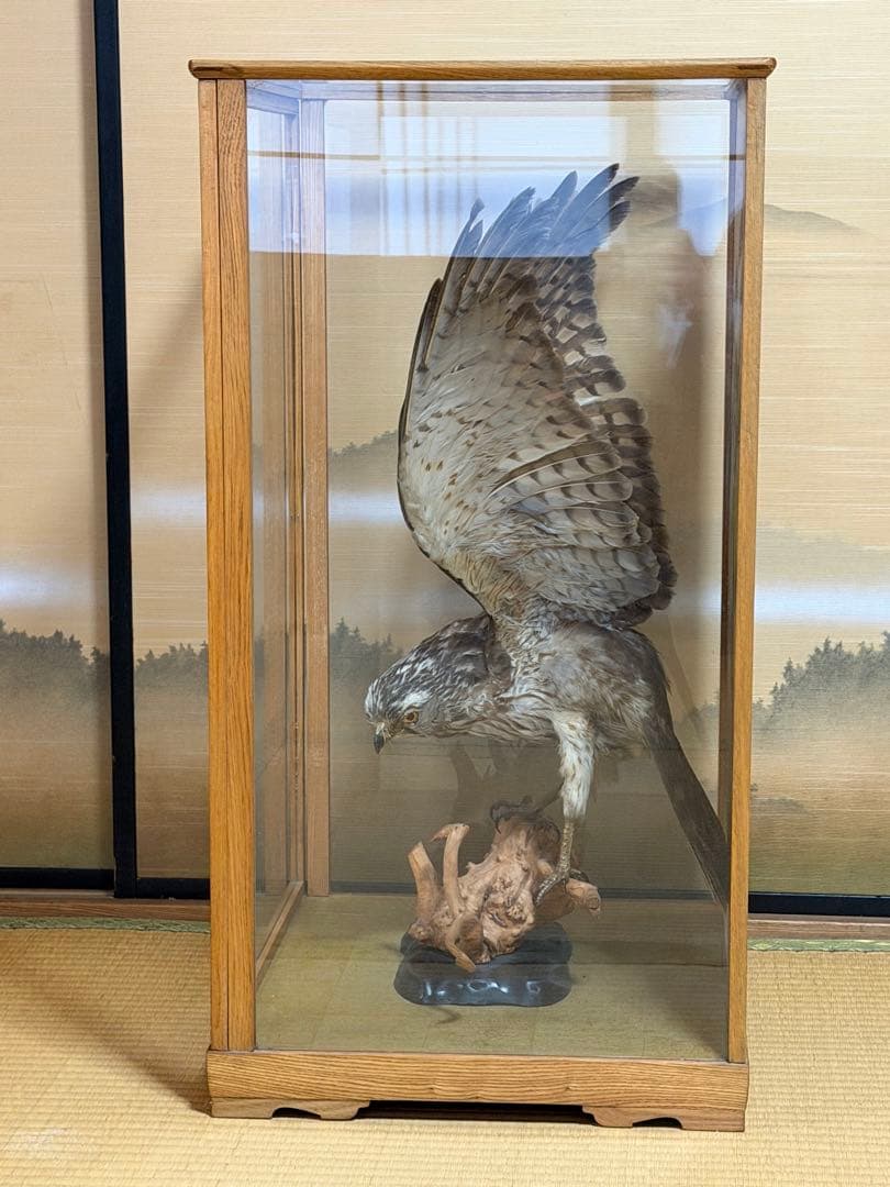 鷹の剥製 ガラスケース付き
