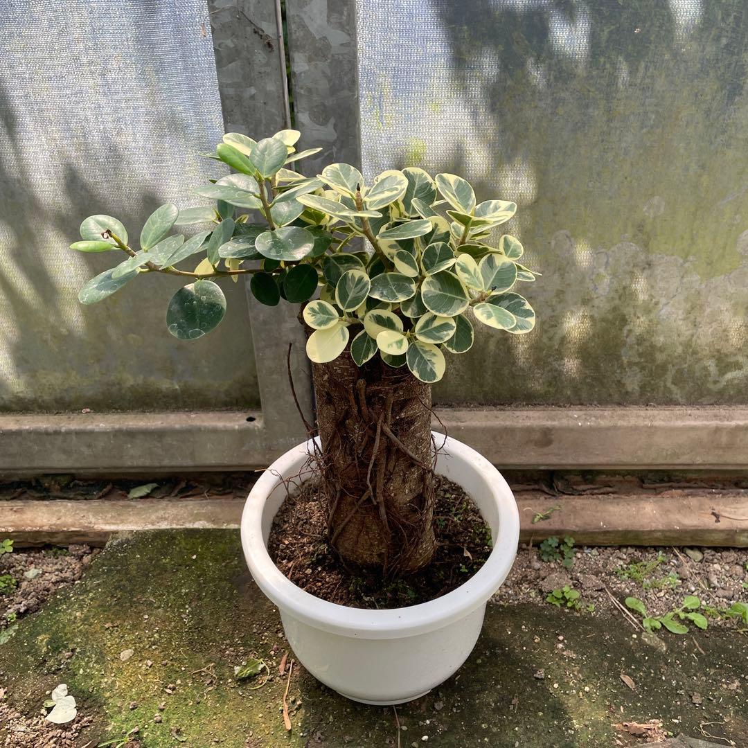 パンダガジュマル　斑入り　接木　８号