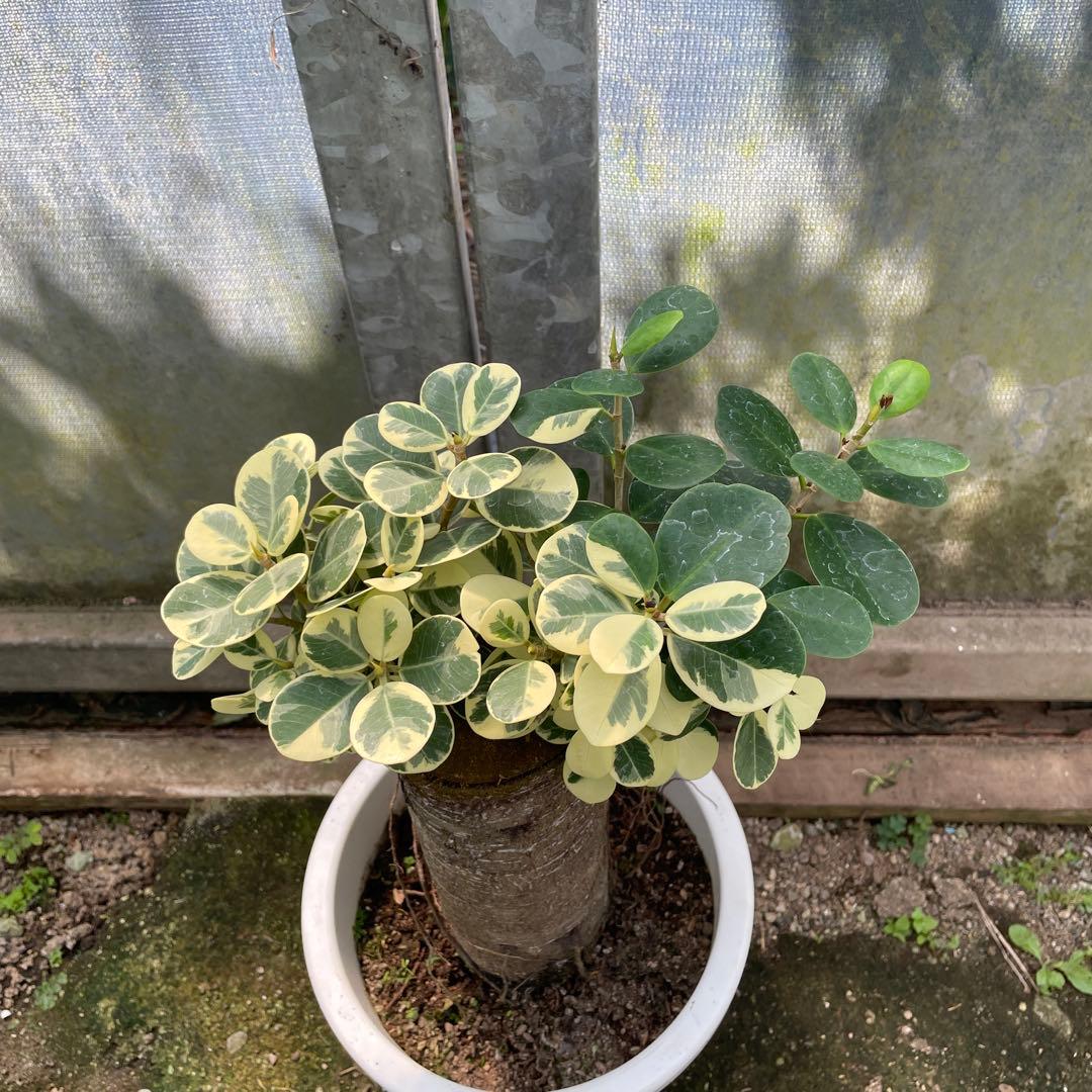 パンダガジュマル　斑入り　接木　８号