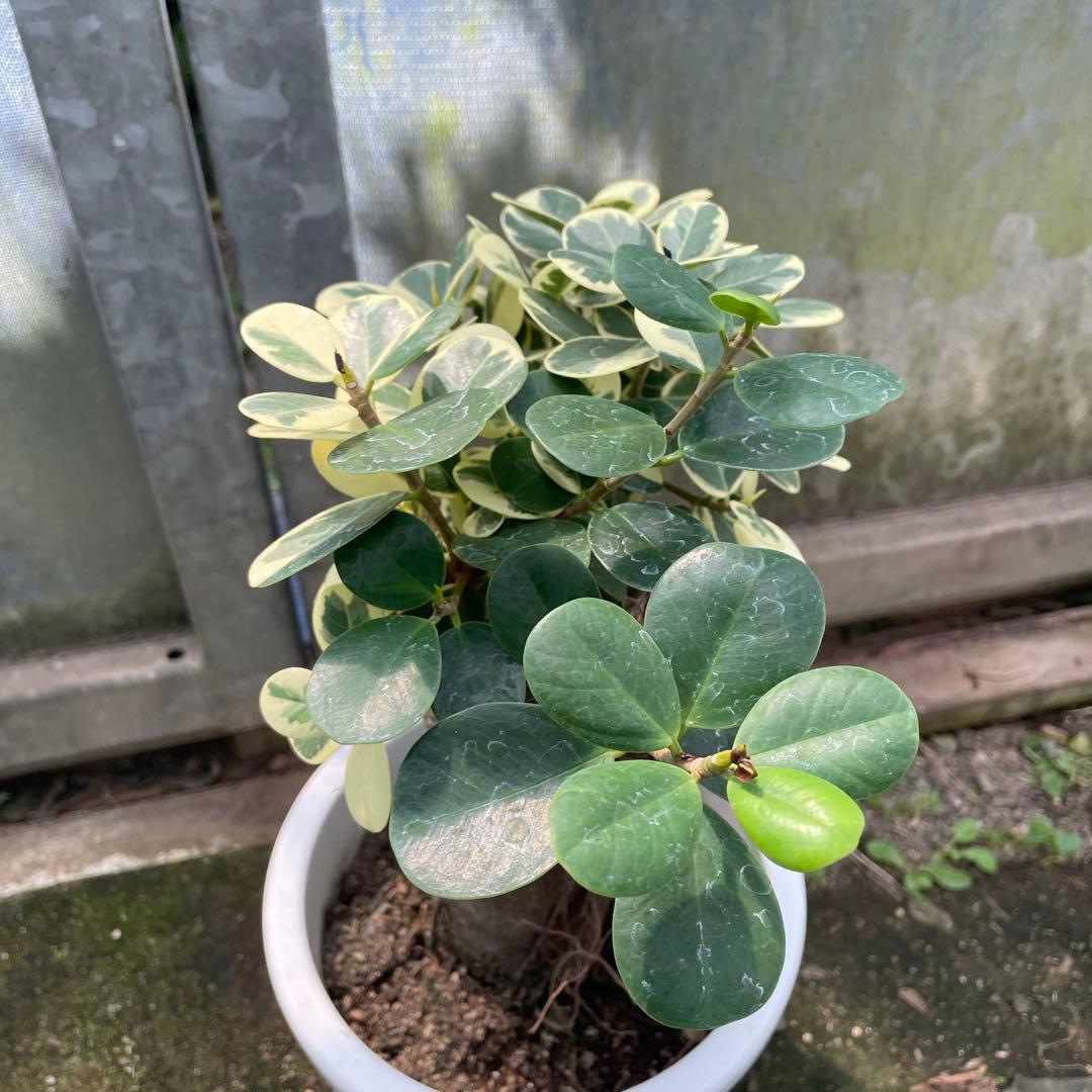 パンダガジュマル　斑入り　接木　８号