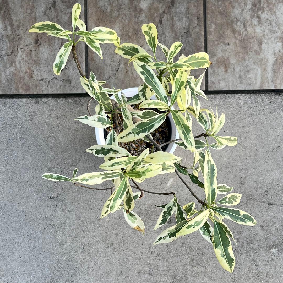 セール】バオバブ 斑入り No.001 鉢、送料込 メルカリ便 - メルカリ