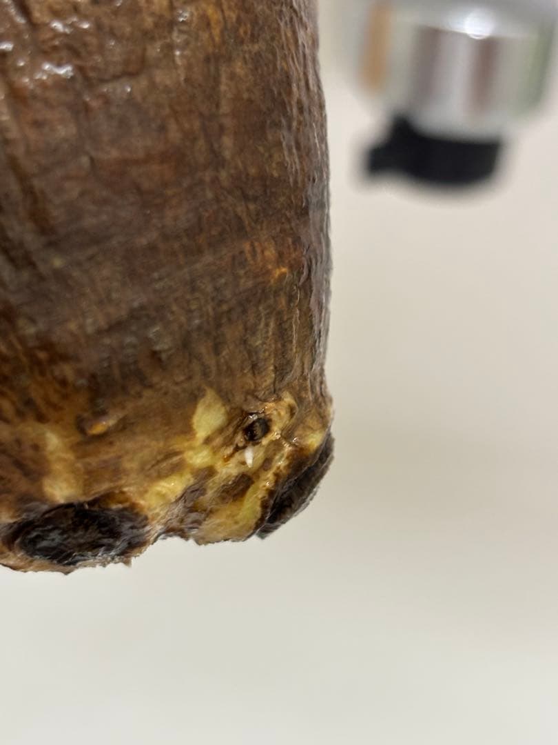 パキポディウムグラキリス　グラキリス　塊根植物　現地球　発根済み　厳選株　美形