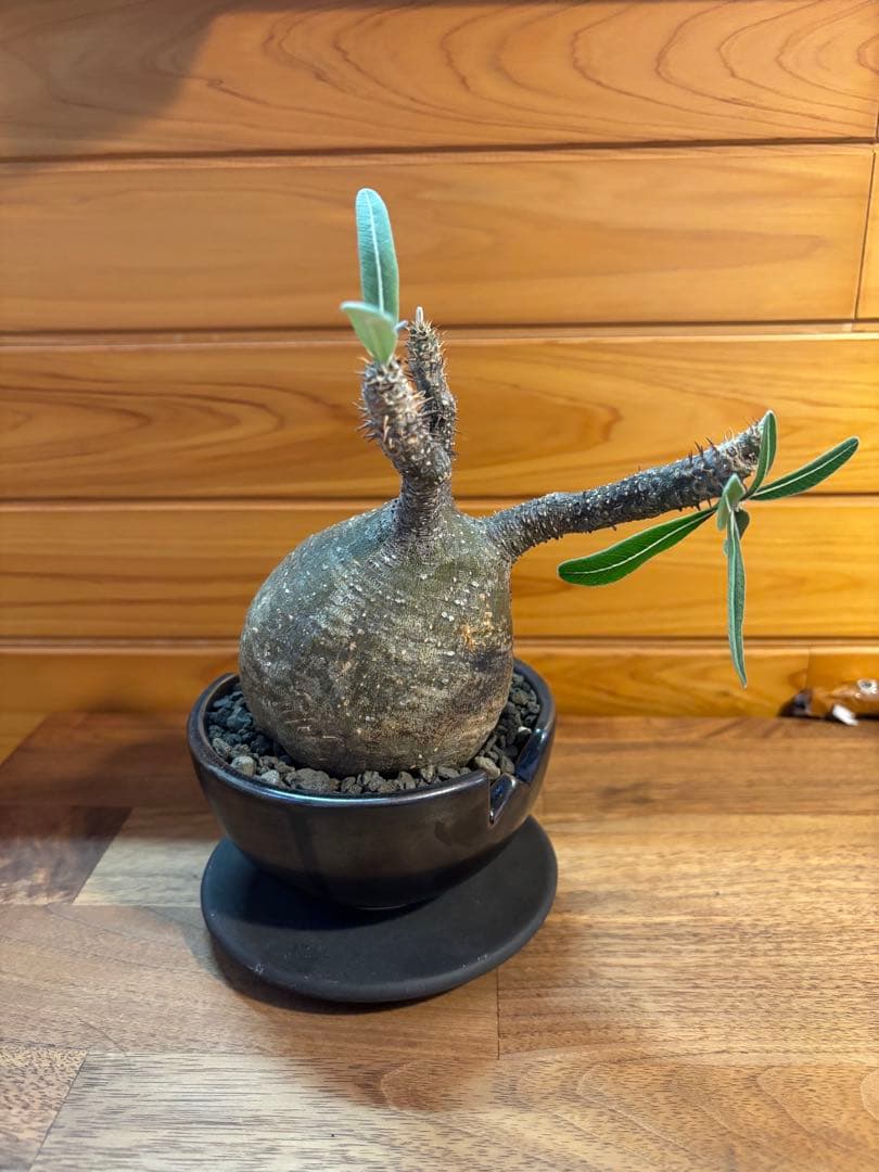 パキポディウムグラキリス　グラキリス　塊根植物　現地球　発根済み　厳選株　美形