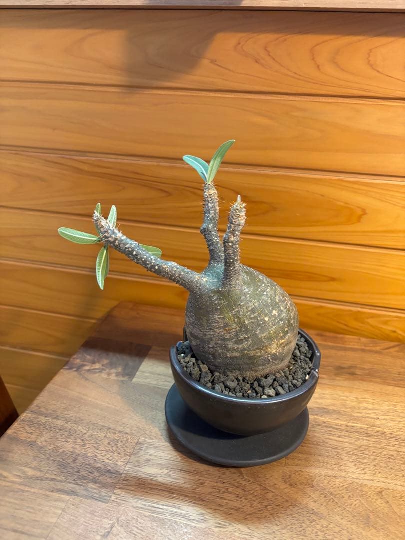 パキポディウムグラキリス　グラキリス　塊根植物　現地球　発根済み　厳選株　美形