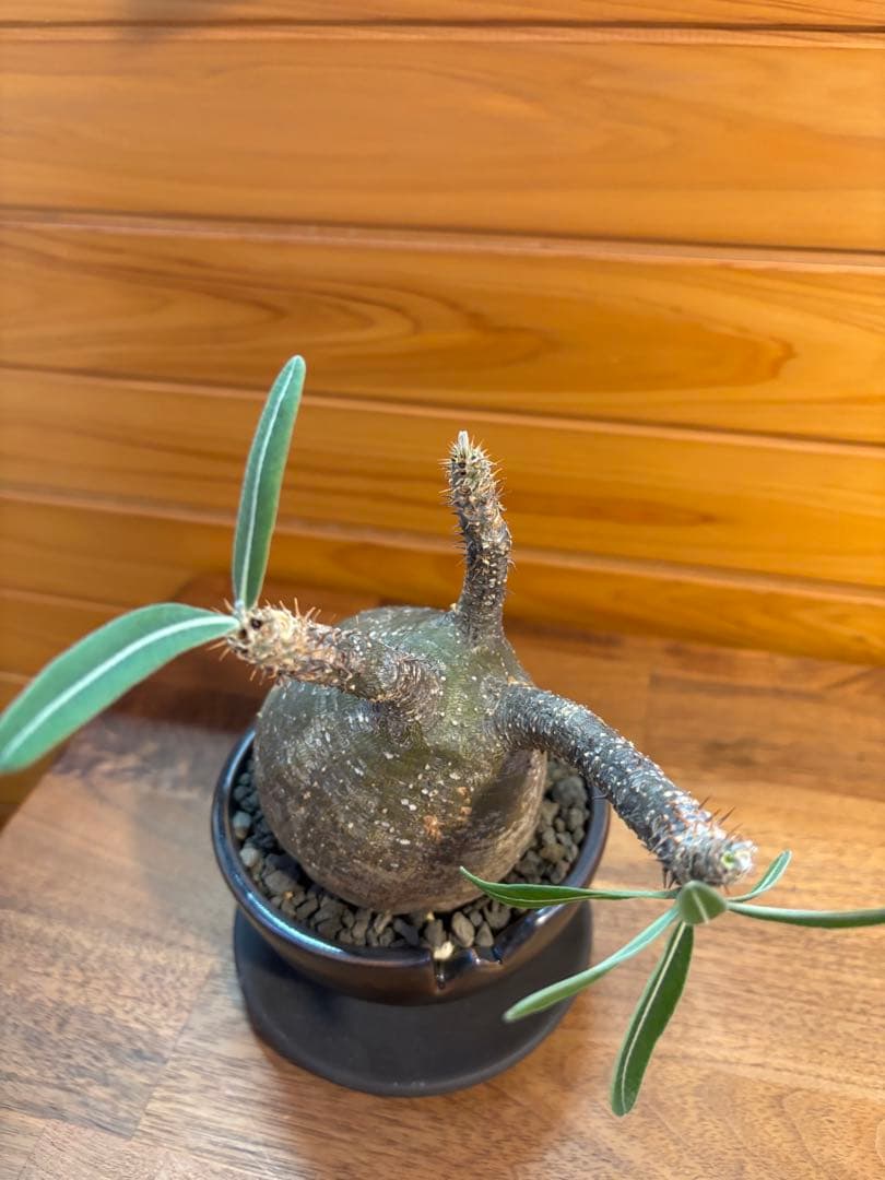 パキポディウムグラキリス　グラキリス　塊根植物　現地球　発根済み　厳選株　美形