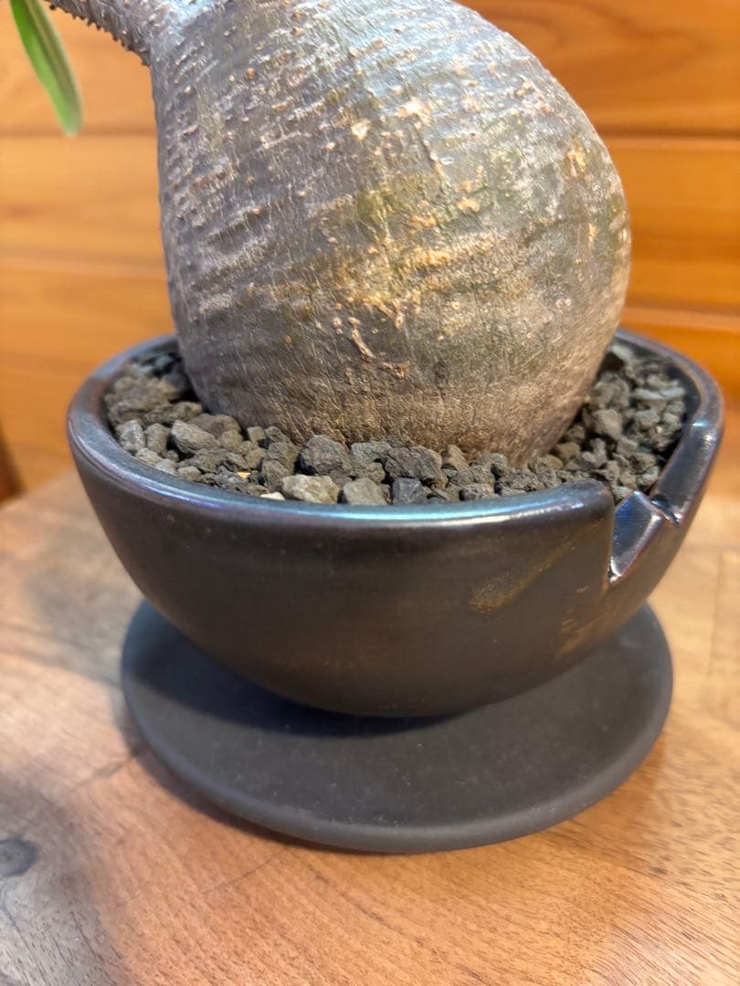 パキポディウムグラキリス　グラキリス　塊根植物　現地球　発根済み　厳選株　美形