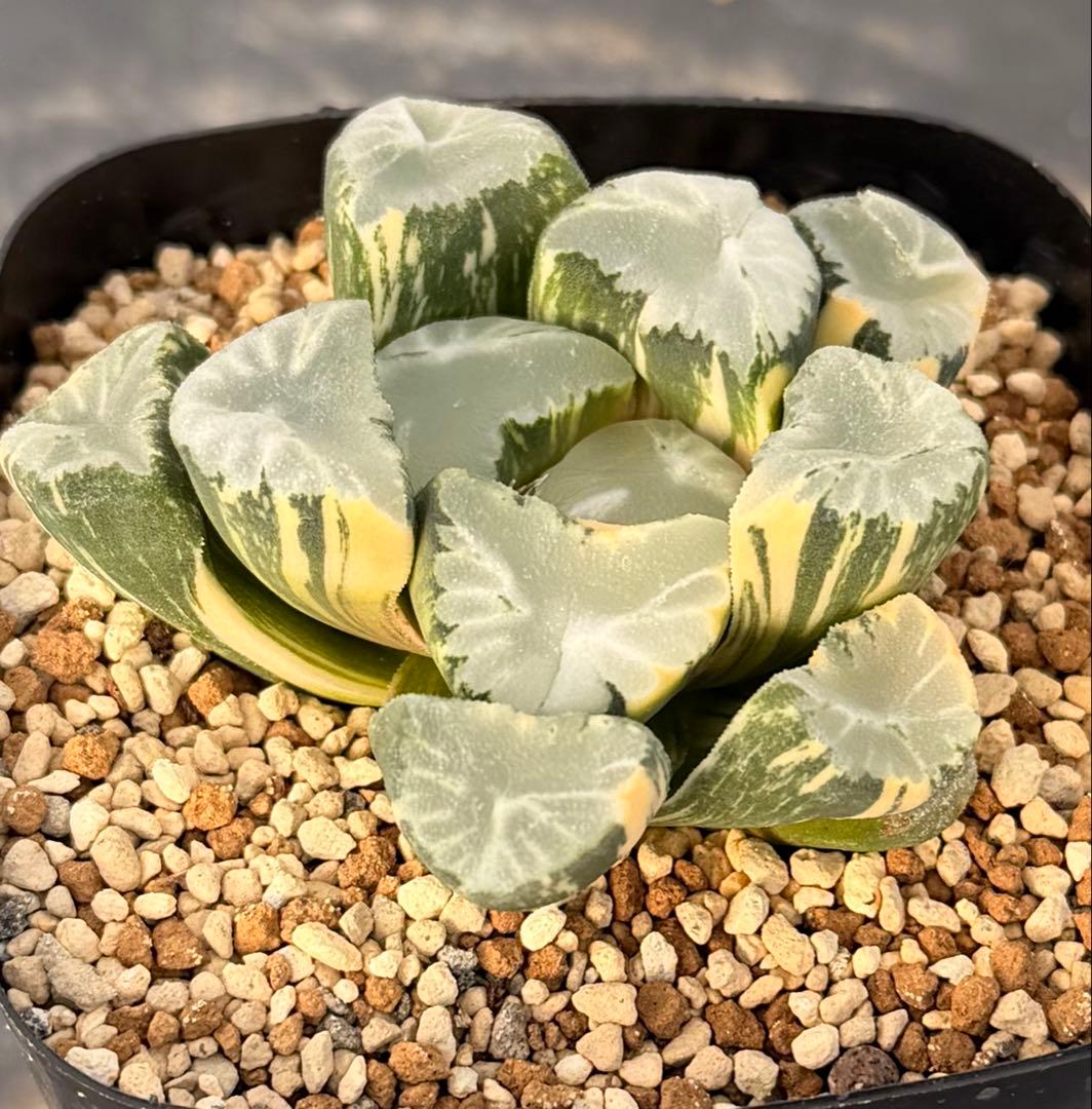 ハオルチア　万象　覇王錦　極上株　鮮明斑