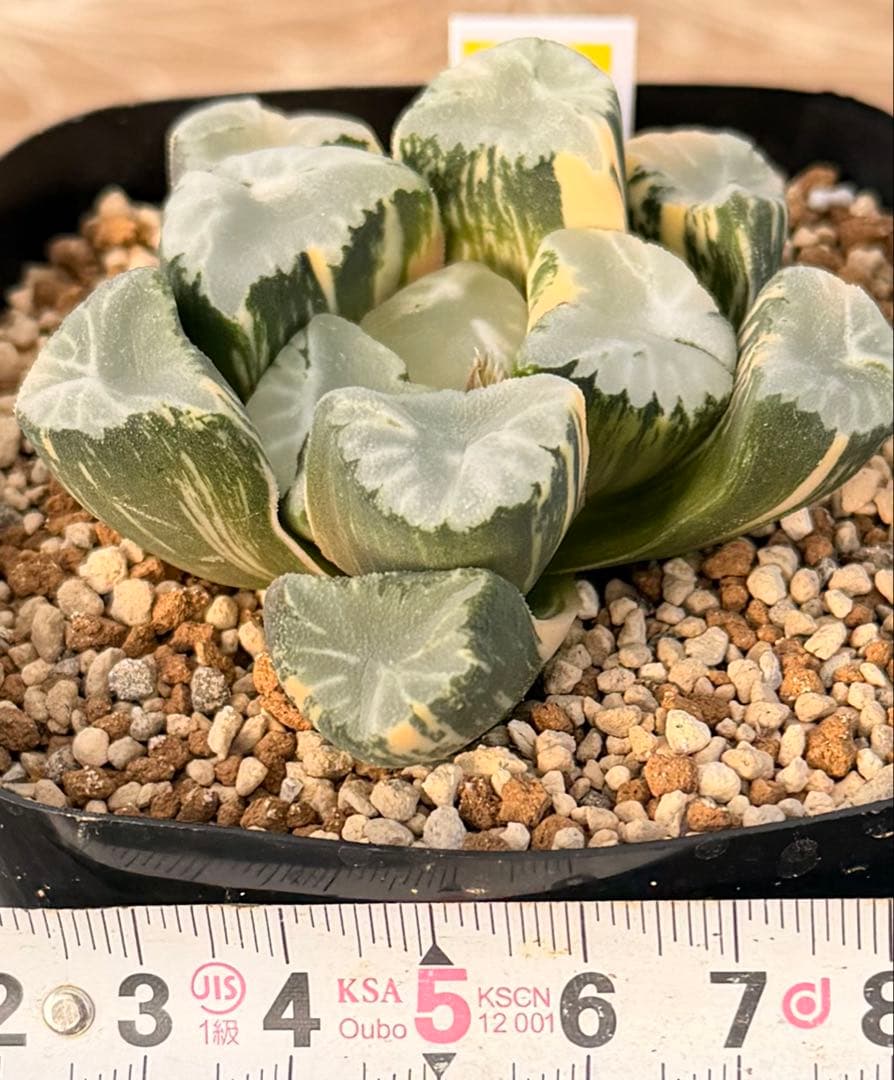 ハオルチア　万象　覇王錦　極上株　鮮明斑