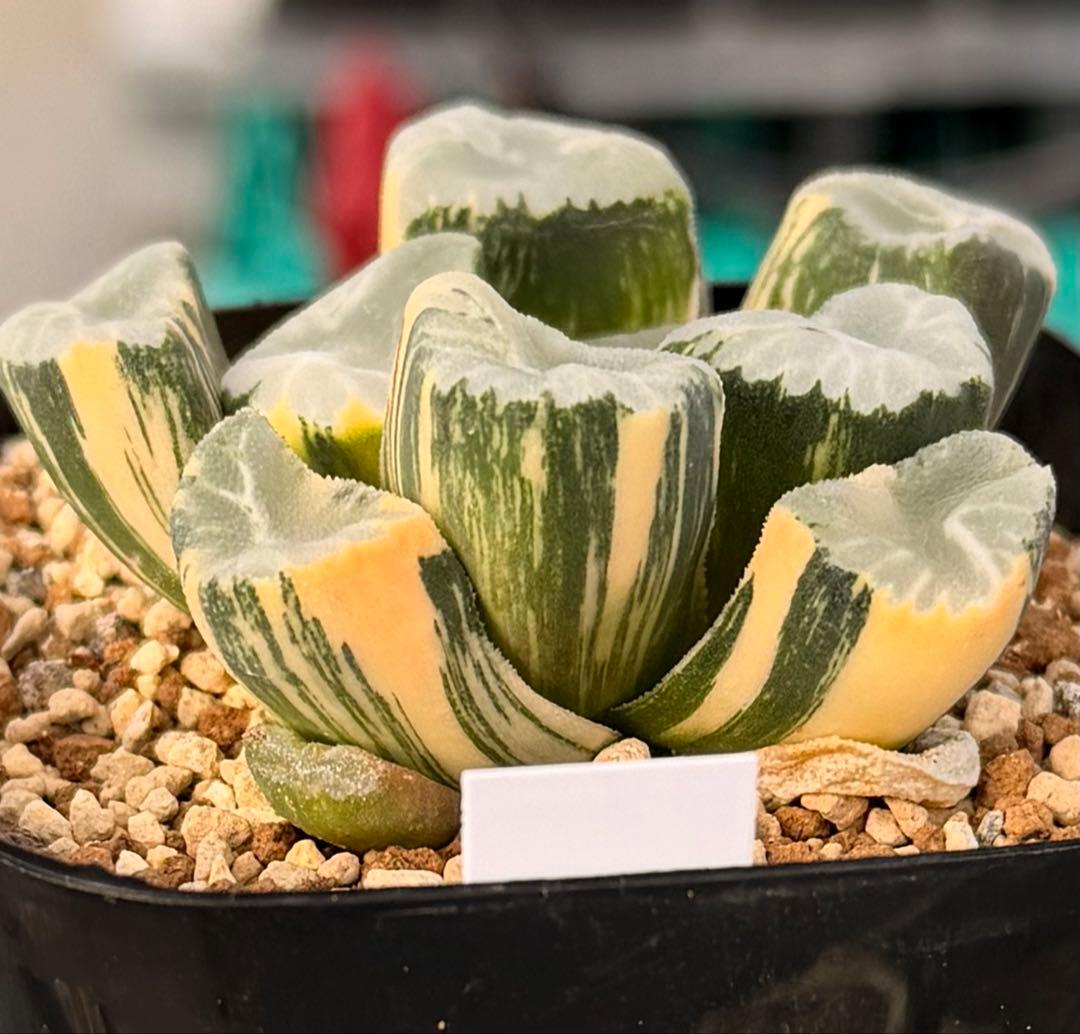 ハオルチア　万象　覇王錦　極上株　鮮明斑