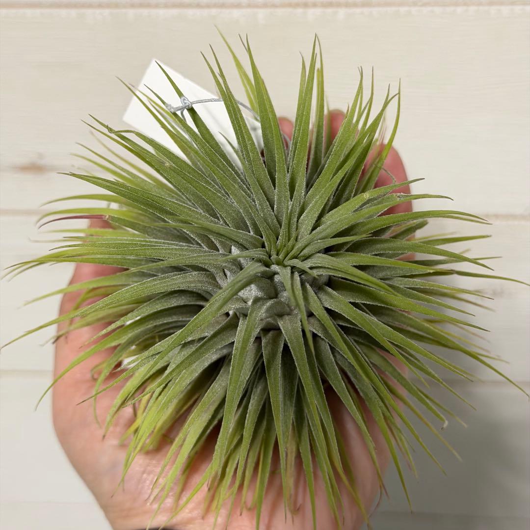 ブロメリア・エアープランツ Tillandsia ionantha  ball