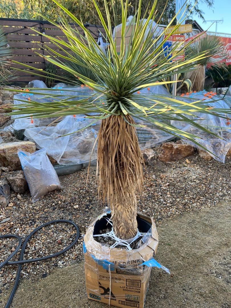 ※引取り限定　ユッカ ロストラータ 約1.4メートル