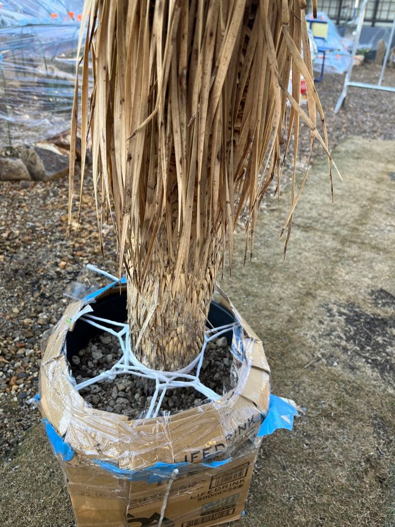 ※引取り限定　ユッカ ロストラータ 約1.4メートル