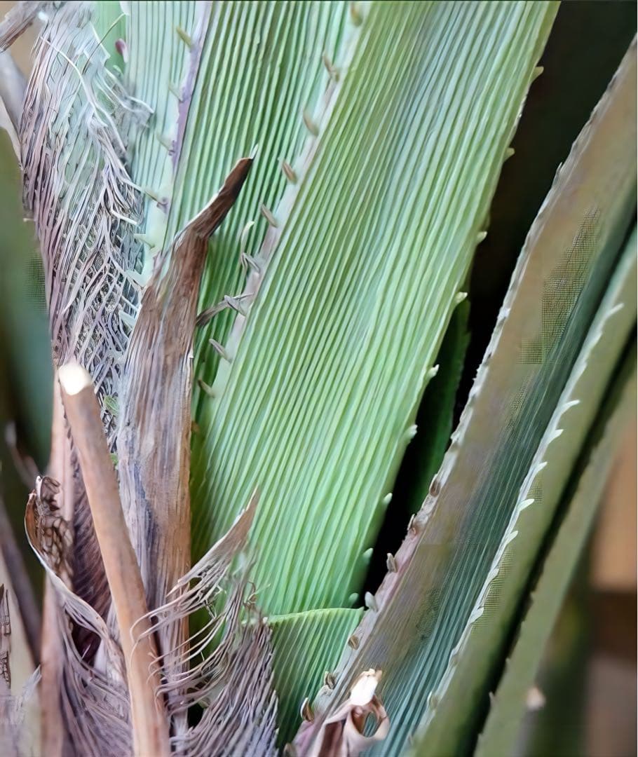 光触媒 人工観葉植物 ウォールグリーン フェイクグリーン 240cmバンダナス