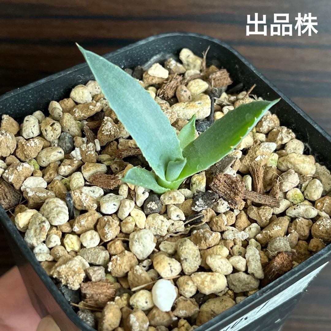 アガベ ハイブリッド 激怒之舞 子株 激怒甲蟹×屈原の舞扇 no.7 Lize株