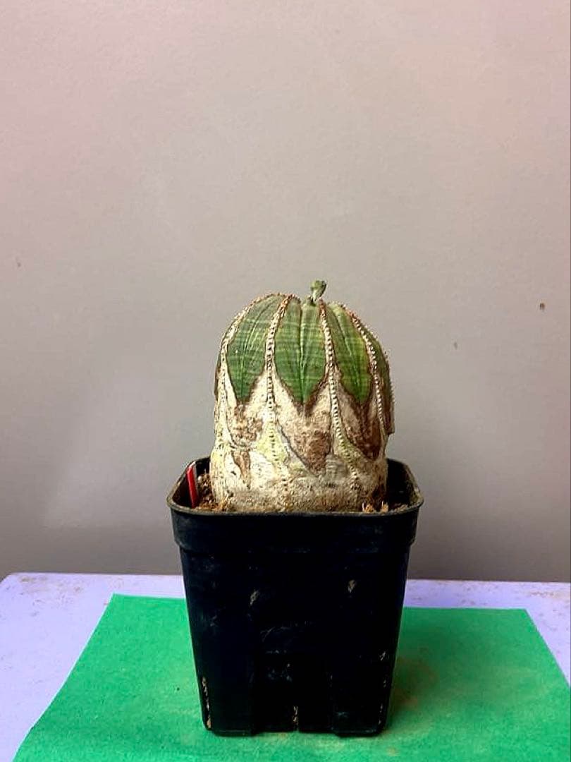 《3号WR》ユーフォルビア　オールド　オベサ　雌株