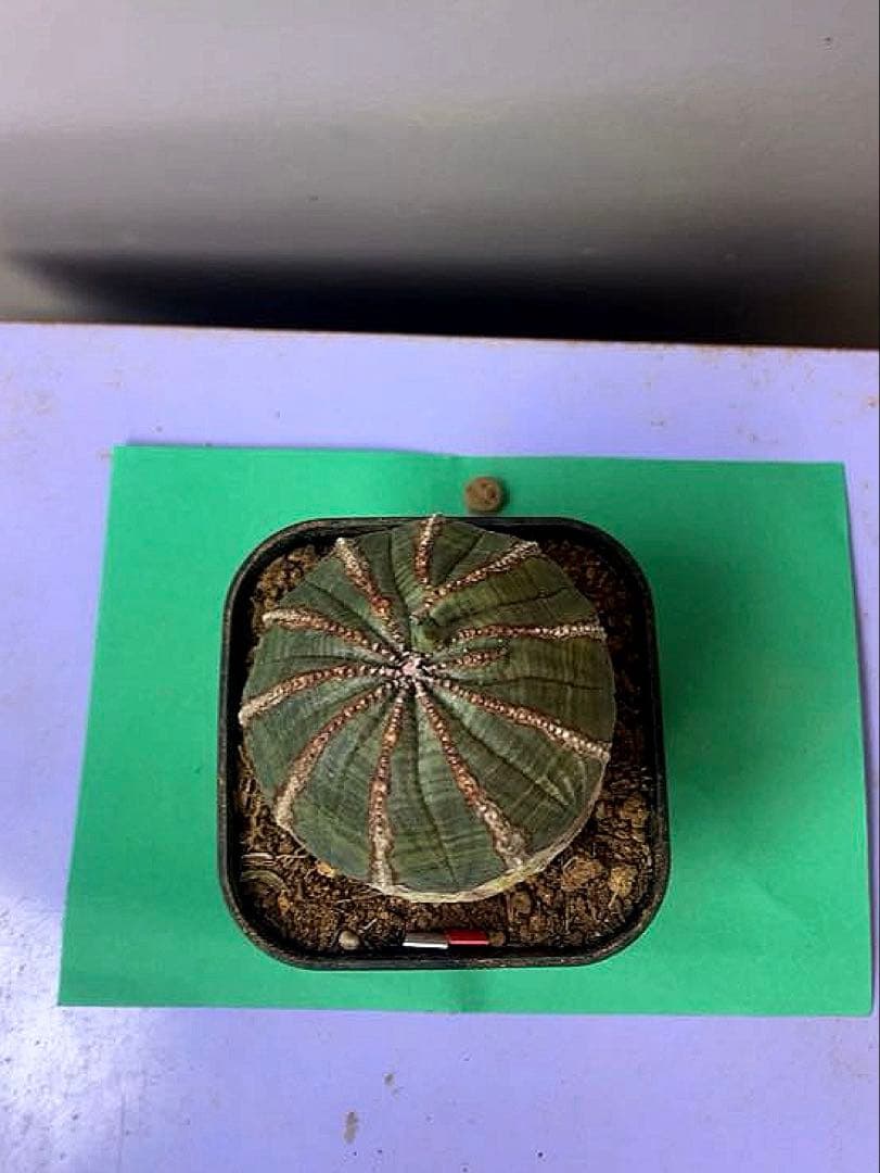 《3号WR》ユーフォルビア　オールド　オベサ　雌株