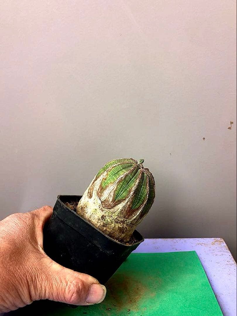 《3号WR》ユーフォルビア　オールド　オベサ　雌株