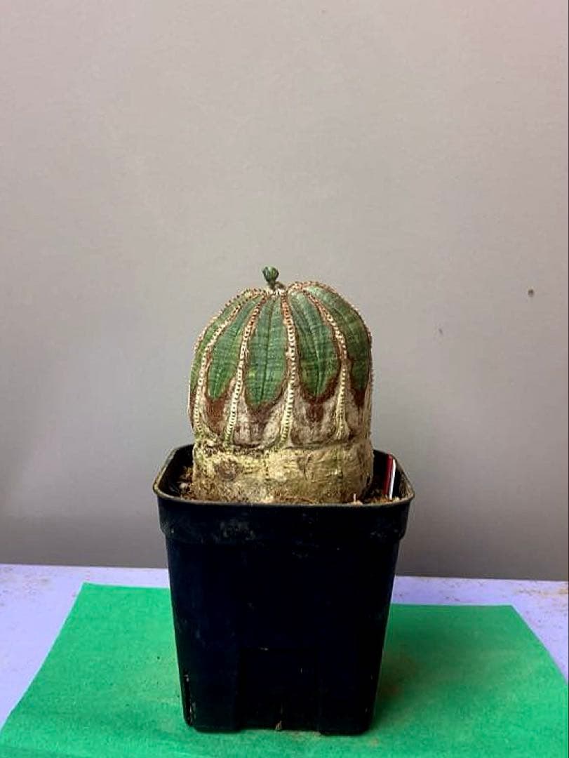 《3号WR》ユーフォルビア　オールド　オベサ　雌株