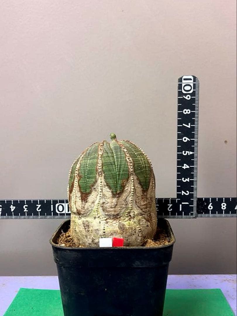 《3号WR》ユーフォルビア　オールド　オベサ　雌株