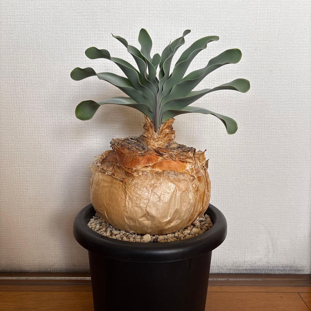 発根済 ブーファン ハエマンソイデス 現地株 検塊根植物 サボテン