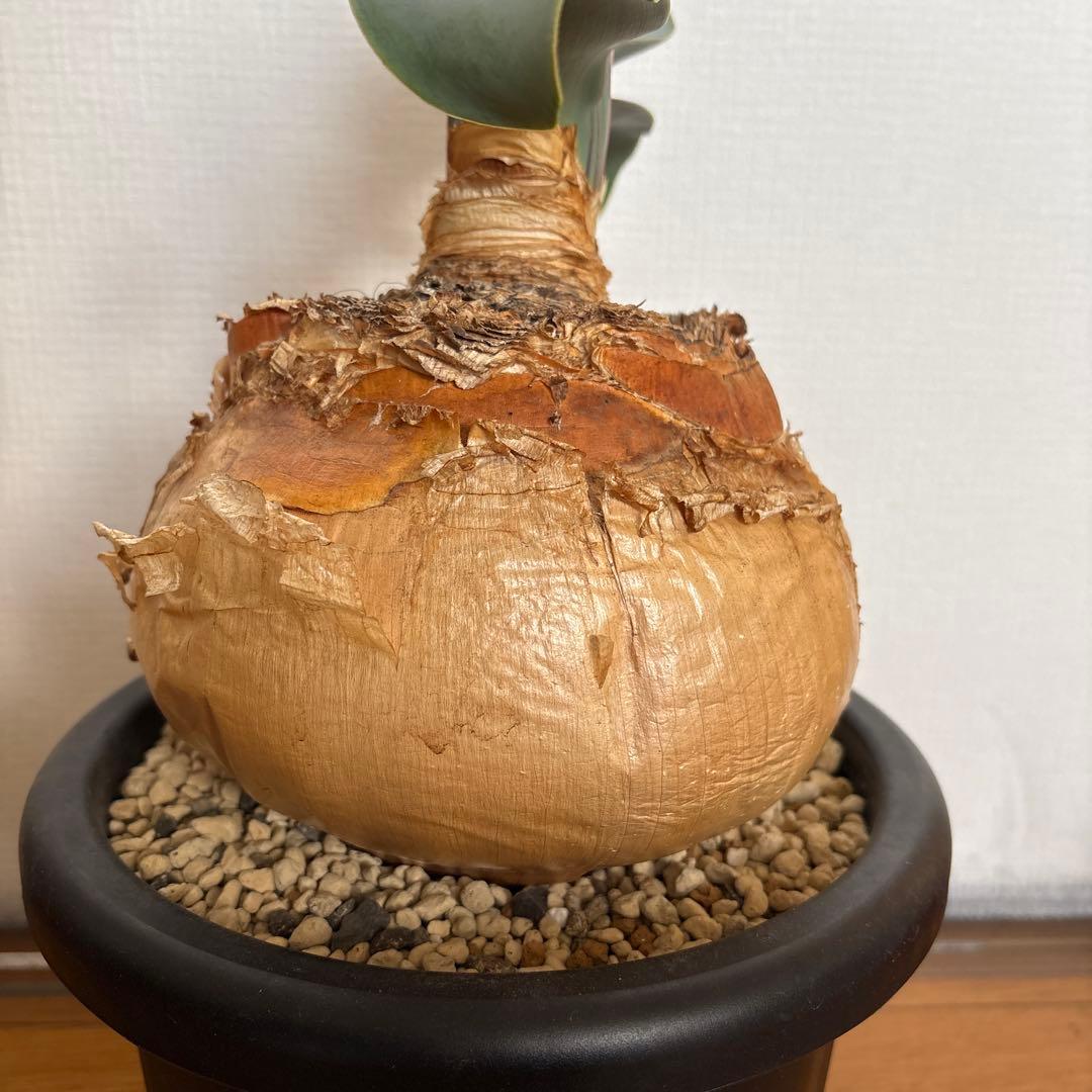 発根済 ブーファン ハエマンソイデス 現地株 検塊根植物 サボテン