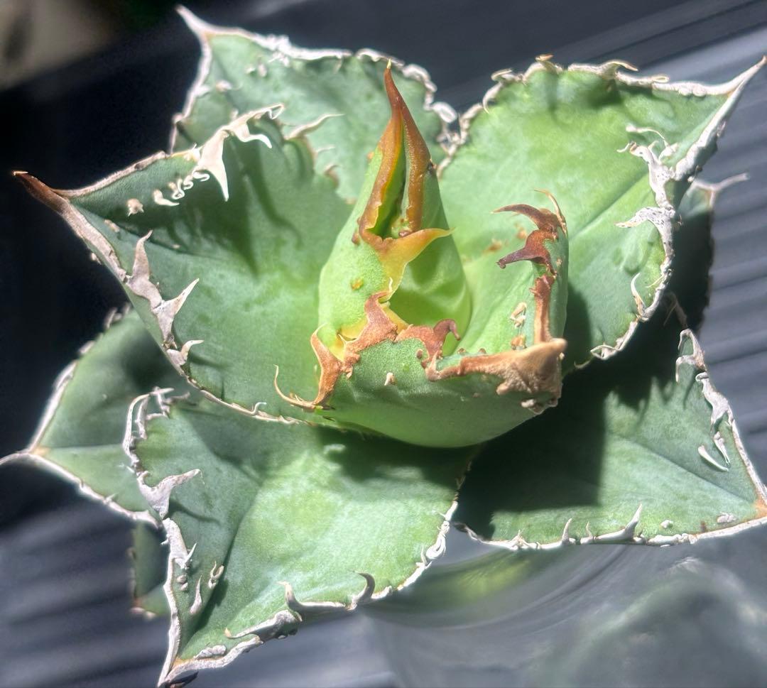 超絶！アガベ現地オアハカブツブツ（極上株）超S級super実生オアハカ激レア！